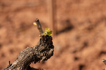 Early spring vineyard with pruned grapevines beginning to sprout new buds, set against a backdrop of soft mountains and cloudy sky. A scene of renewal in rural agriculture.