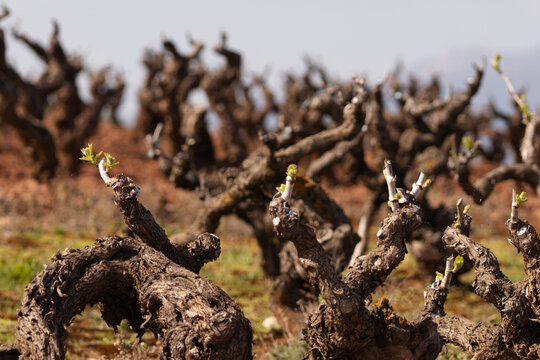 Early spring vineyard with pruned grapevines beginning to sprout new buds, set against a backdrop of soft mountains and cloudy sky. A scene of renewal in rural agriculture.