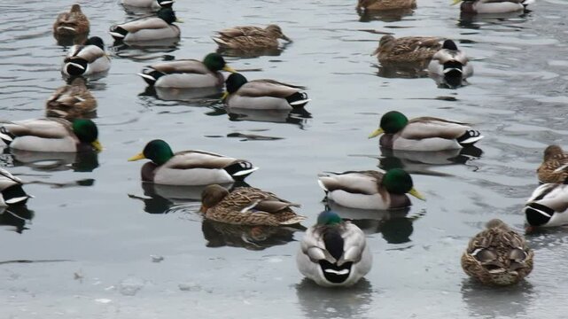 Ducks and birds swimming in a park in Warsaw.