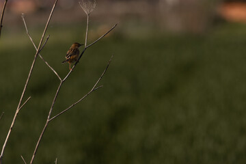 Close-up of a small brown bird –Cisticola juncidis, perched on a dry twig, set against a smooth green background. The bird's fine feathers and attentive gaze create a peaceful portrait.