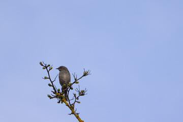 Close-up of a small gray bird perched on a budding tree branch against a soft blue sky. A serene springtime moment highlighting nature’s quiet beauty and seasonal renewal.