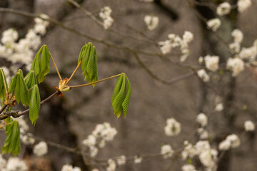 Close-up of white spring blossoms on a tree branch, with delicate petals and fresh green buds. A soft, natural scene capturing the beauty of seasonal renewal and early bloom.