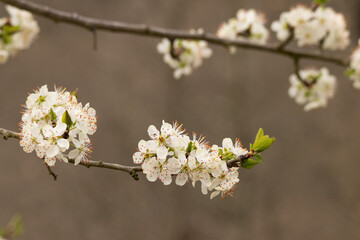 Close-up of white spring blossoms on a tree branch, with delicate petals and fresh green buds. A soft, natural scene capturing the beauty of seasonal renewal and early bloom.