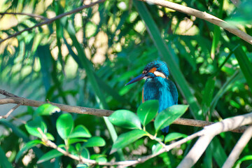 木陰で休むカワセミ