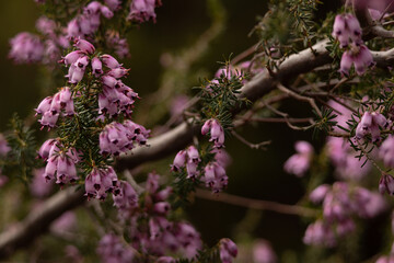 Close-up of delicate pink wildflowers blooming in a natural meadow, with a soft-focus background. A peaceful and romantic image of spring flora in gentle light.