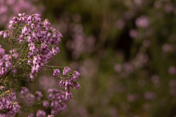 Close-up of delicate pink wildflowers blooming in a natural meadow, with a soft-focus background. A peaceful and romantic image of spring flora in gentle light.