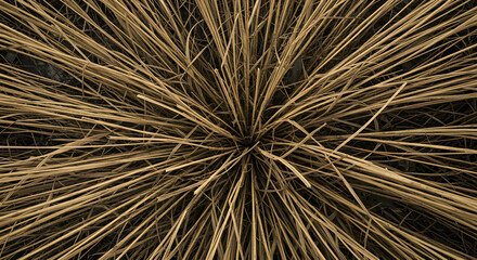 Obraz premium Abstract Top View Of Dried Grass Field Revealing Natural Radial Patterns