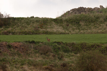 A lone deer stands quietly in the middle of a grassy hill surrounded by wild vegetation and soft, cloudy skies. A serene wildlife moment in a natural landscape.