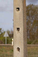 Small bird peeking out of a hole in a concrete pole, using the man-made structure as a nesting site. A unique example of wildlife adapting to urban environments.
