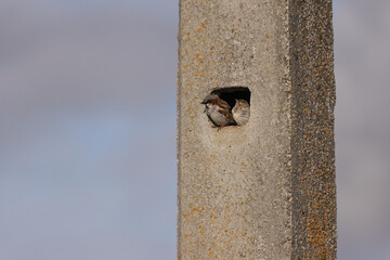 Small bird peeking out of a hole in a concrete pole, using the man-made structure as a nesting...