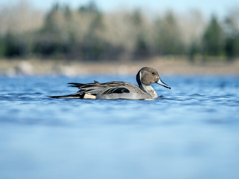 Male northern pintail on a river, close-up