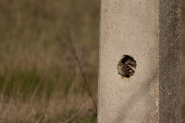 Small bird peeking out of a hole in a concrete pole, using the man-made structure as a nesting...