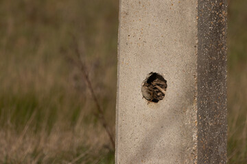 Small bird peeking out of a hole in a concrete pole, using the man-made structure as a nesting...