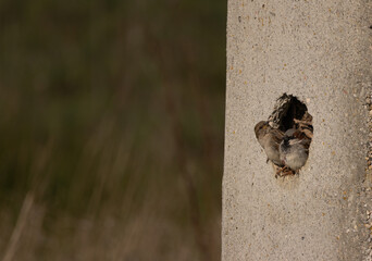 Small bird peeking out of a hole in a concrete pole, using the man-made structure as a nesting...