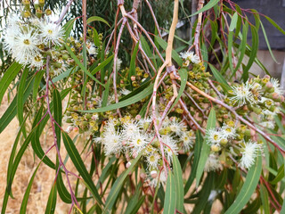 Blossom flowers of Lemon-Scented Gum or Spotted Gum, Corymbia citriodora