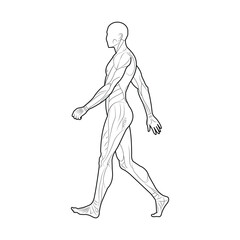 Hand drawn human body outline illustration and muscles anatomy