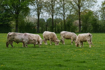 Frühling im Münsterland