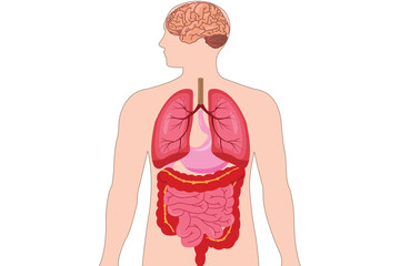 Detailed medical illustration showing human internal organs including brain, lungs, stomach, and intestines. Useful for healthcare, education, and anatomy learning. eps 10
