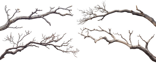 Set of dry tree branches, isolated on transparent cutout background