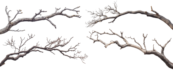 Set of dry tree branches, isolated on transparent cutout background