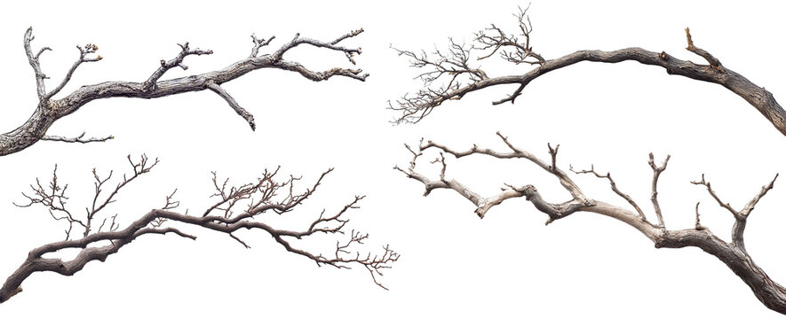 Set of dry tree branches, isolated on transparent cutout background