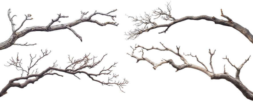 Set of dry tree branches, isolated on transparent cutout background