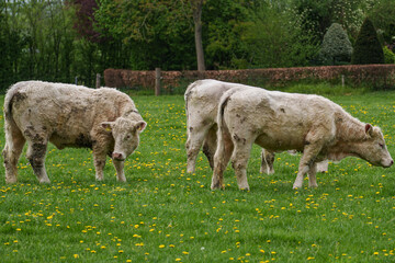 Frühling im Münsterland