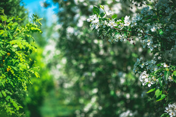 Fresh beautiful flowers of the apple tree blooming in the spring