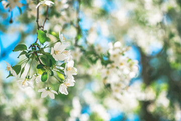 Fresh beautiful flowers of the apple tree blooming in the spring