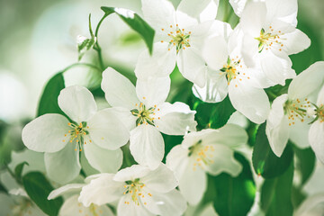 Fresh beautiful flowers of the apple tree blooming in the spring