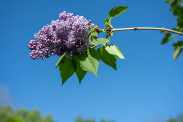Lila en fleurs , ciel bleu