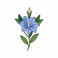 blue flower isolated on white background