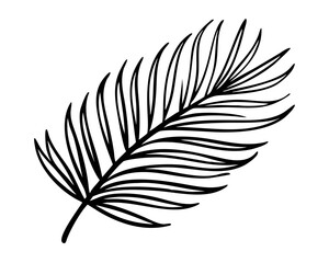 Obraz premium palm leaf 