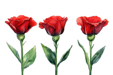 Elegant botanical artwork displaying three vivid watercolor red rose blossoms