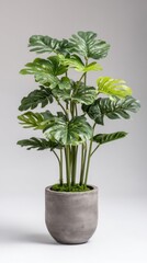Obraz premium Elegant monstera deliciosa plant in a grey pot against a clean backdrop showcasing botanical beauty indoor decor and minimalist design for modern homes