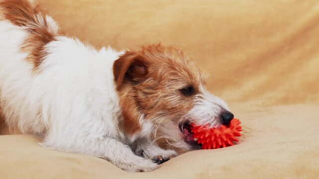 Funny cute playful happy pet dog puppy playing with her toy ball, biting and chewing it