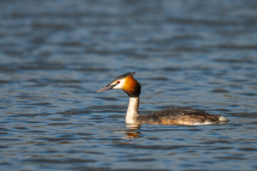 great crested grebe