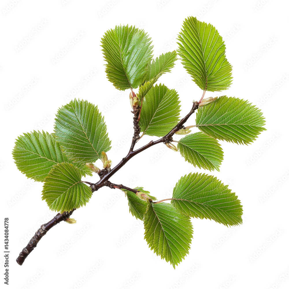 Poster delicate branch with vibrant green leaves against a stark, minimalist setting on clear background