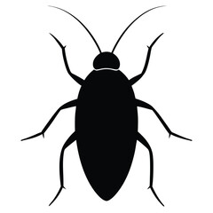black beetle isolated on white background