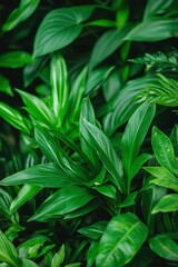 Fototapeta premium Lush green foliage