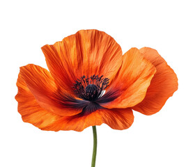 Vibrant orange poppy flower natural beauty isolated on transparent background
