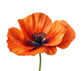 Vibrant orange poppy flower natural beauty isolated on transparent background