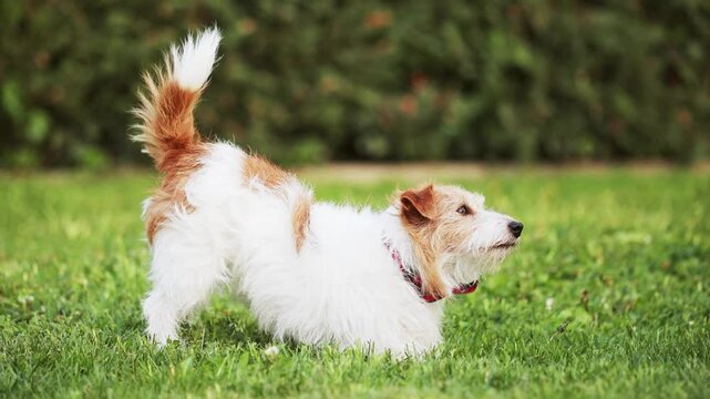 Happy posing hungry dog wags her tail and waits for snack treat in the grass from her trainer owner