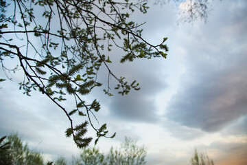 Beautiful sunset bright colorful storm clouds sky and small trees branches, blooming willow in spring silhouette background in evening at rural season field with no people. Natural colors.