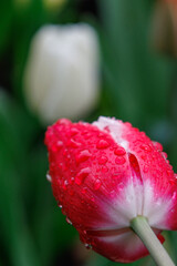 Frühlingserwachen im Münsterland