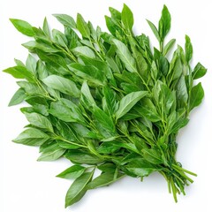 Fresh curry leaves, isolated on white background, high resolution