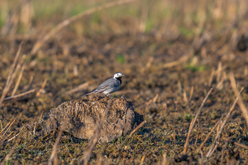 A bird on the river bank