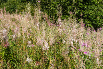 fireweed seeds on a plant