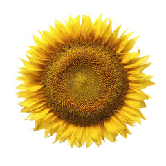 Obraz premium A vibrant sunflower with golden yellow petals and a textured center, showcasing its natural beauty.