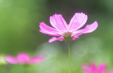 Fototapeta premium delicate pink cosmos flower